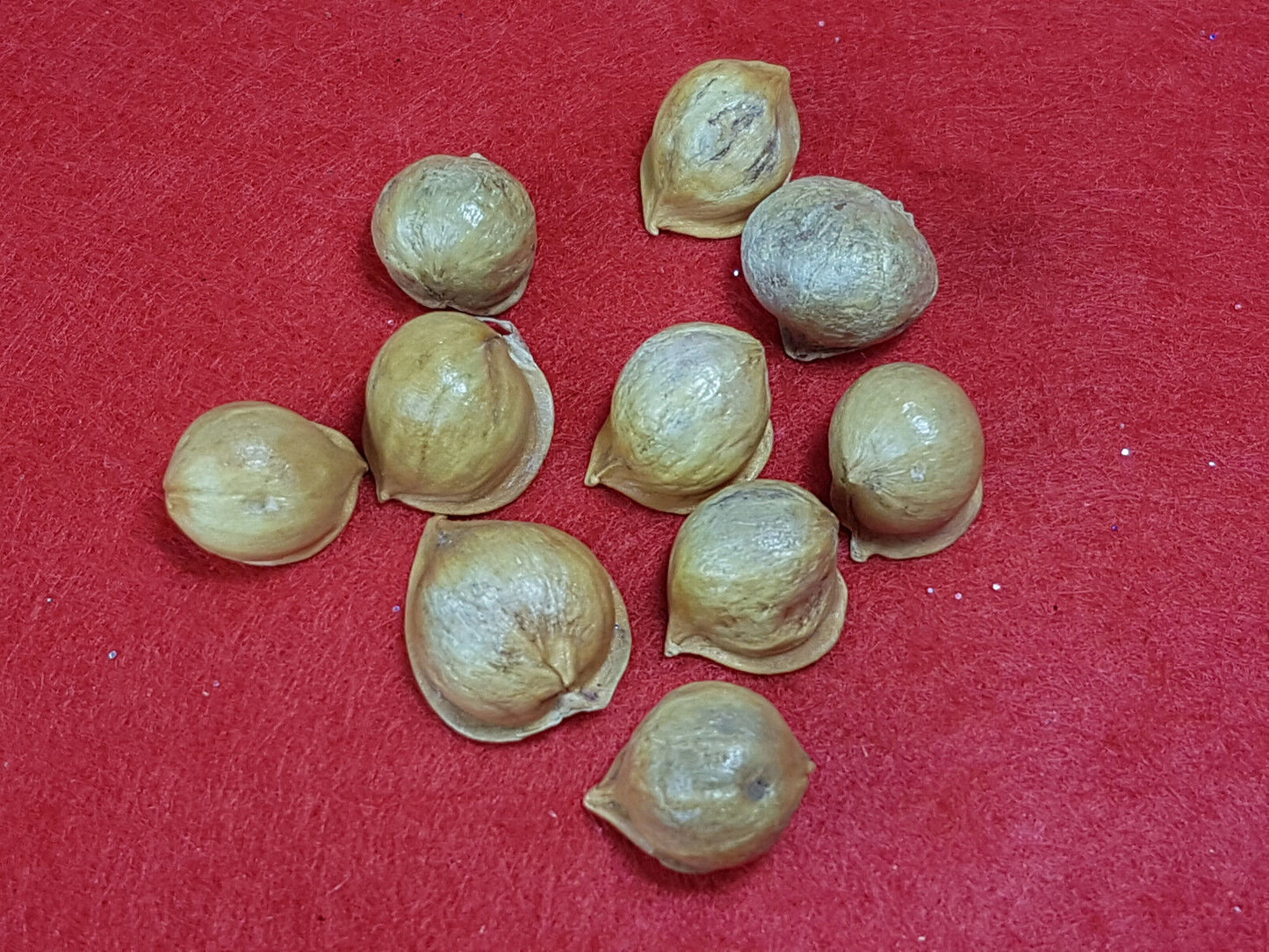 ajo macho amuleto male garlic